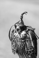 FALCONRY - Cetrería, Pancorbo, Burgos, Castilla y Leon, Spain, Europe