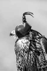 FALCONRY - Cetrería, Pancorbo, Burgos, Castilla y Leon, Spain, Europe