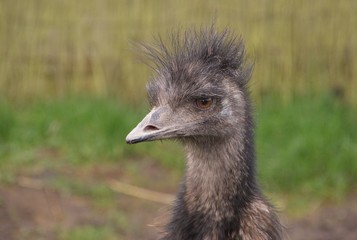 Emu