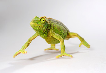  female Jackson's chameleon / weibliches Dreihornchamäleon (Trioceorus jacksonii xantholophus) © bennytrapp