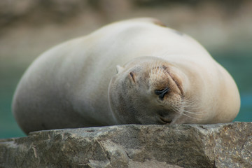 Close-up portrait of a californian sea lion