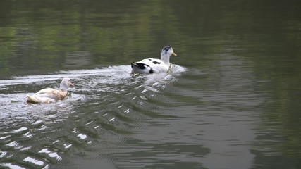 ducks in water