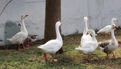 white geese on a farm