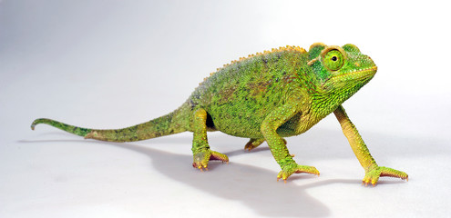  female Jackson's chameleon / weibliches Dreihornchamäleon (Trioceorus jacksonii xantholophus) © bennytrapp