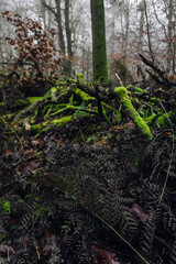 old tree in the forest