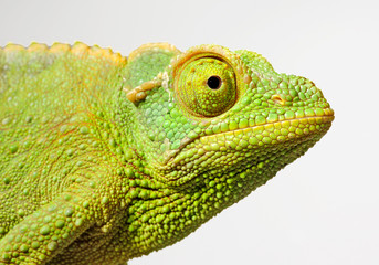  female Jackson's chameleon / weibliches Dreihornchamäleon (Trioceorus jacksonii xantholophus) © bennytrapp