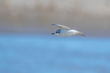 Little gull (Hydrocoloeus minutus or Larus minutus), Crete 