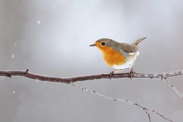 Poster European robin, erithacus rubecula, with orange feathers on breast sitting on a twig in winter. Small bird in garden during snowfall. Wild animal in rural environment. © WildMedia