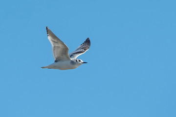 Little gull (Hydrocoloeus minutus or Larus minutus), Crete 