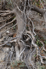 roots of an old tree