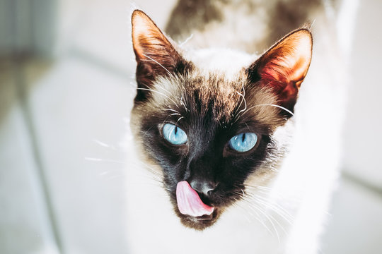 Siamois Images Browse 807 Stock Photos Vectors And Video Adobe Stock