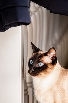 Chat Siamois Images Browse 291 Stock Photos Vectors And Video Adobe Stock