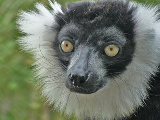 Lemur noir et blanc