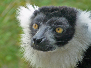 Lemur noir et blanc