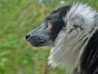 Lemur noir et blanc