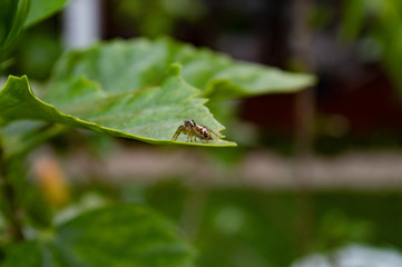 frog on leaf