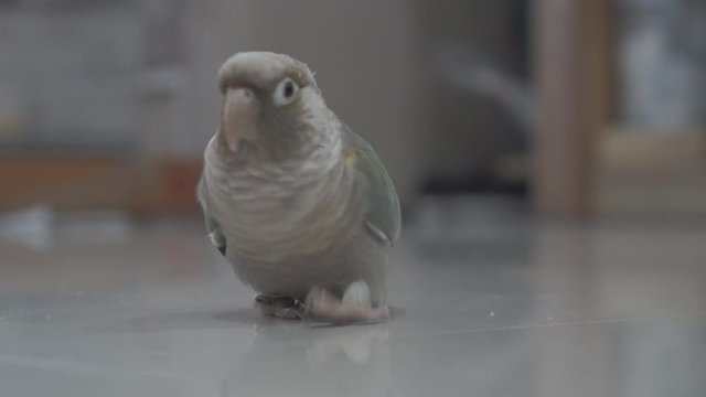 Green-cheeked parakeet or green-cheeked conure on the floor.