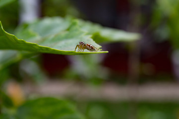 bug on a leaf