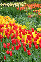 field of tulips