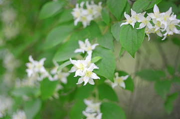 White summer jasmine close up