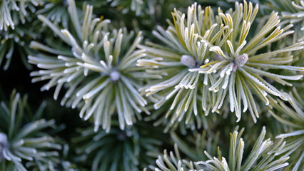  The branches of plants are covered with hoarfrost. Plants in January. Winter background for your design.