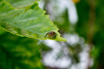 spider