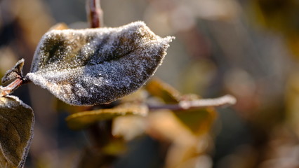  The branches of plants are covered with hoarfrost. Plants in January. Winter background for your design.