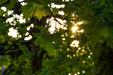 green leaves and sun