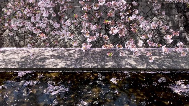 花びらが流れる小川 満開の桜 ソメイヨシノ パンアップ 桜2019_06v_00655(IMG_4027_PR_2_MOV)