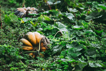 Citrouille dans un champ potager