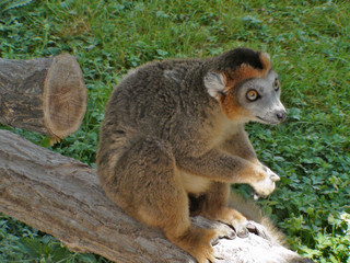 Lemur couronné