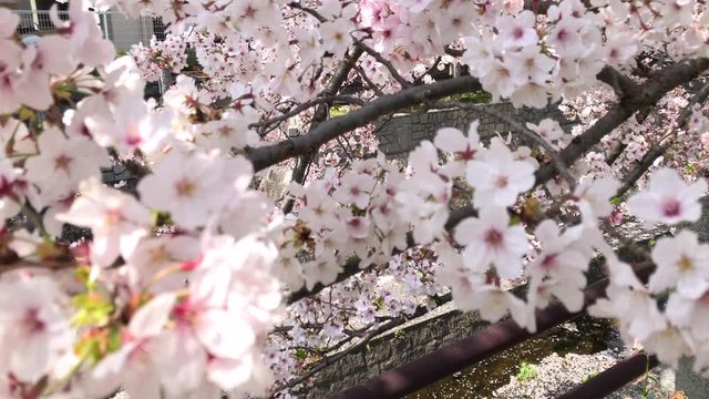 花びらが流れる小川 満開の桜 ソメイヨシノ 桜並木 桜2019_03v_00652(IMG_4030_PR_1_MOV)