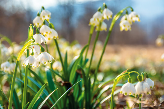 snowdrop flowers on the forest glade. sunny springtime scenery. white Leucojum aestivum bloom symbol of new beginnings and warm days