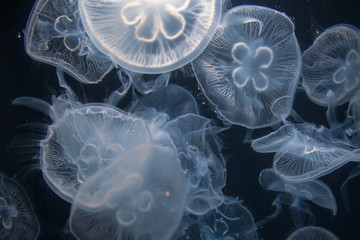 Closeup view of moon jellyfish (Aurelia labiata) drifting with the current into bright light in front of a black background