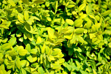 Beautiful green-yellow leaves, natural organic plant background
