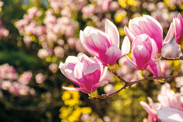 pink blossom of magnolia tree. big flowers on the twig on a sunny day. garden nature background....