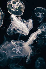 Closeup view of moon jellyfish (Aurelia labiata) drifting with the current into bright light in front of a black background