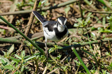 Bergeronnette du Cap,.Motacilla capensis, Cape Wagtail