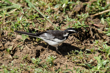 Bergeronnette du Cap,.Motacilla capensis, Cape Wagtail