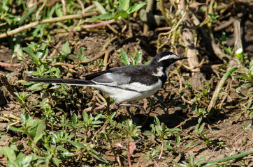 Bergeronnette du Cap,.Motacilla capensis, Cape Wagtail