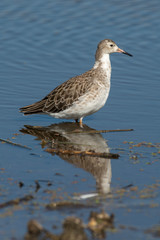 chevalier combattant, Combattant varié, Philomachus pugnax