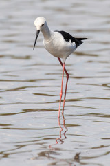 Echasse blanche, Black winged Stilt, Himantopus himantopus