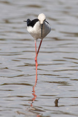 Echasse blanche, Black winged Stilt, Himantopus himantopus