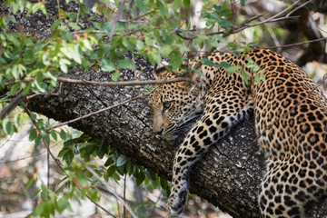 Fototapeta na wymiar Young leopard waiting in a tree for his mother