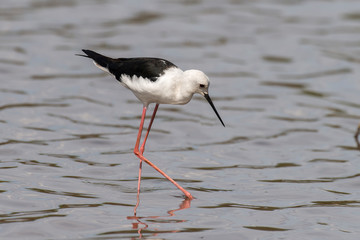 Echasse blanche, Black winged Stilt, Himantopus himantopus