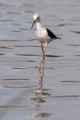 Echasse blanche, Black winged Stilt, Himantopus himantopus