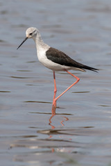 Echasse blanche, Black winged Stilt, Himantopus himantopus