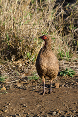 Francolin de Swainson,.Pternistis swainsonii, Swainson's Spurfowl