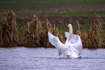 Mute Swan (Cygnus Olor) moving its wings on a lake