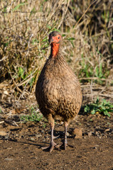 Francolin de Swainson,.Pternistis swainsonii, Swainson's Spurfowl